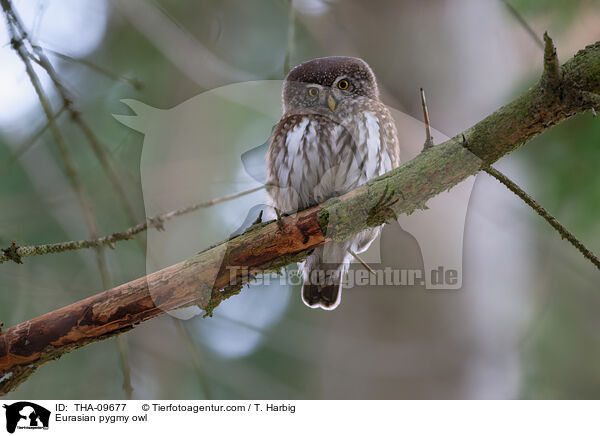Sperlingskauz / Eurasian pygmy owl / THA-09677