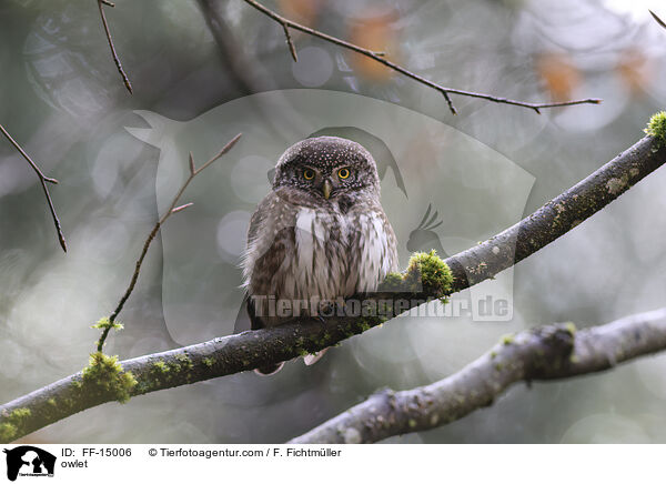 owlet / FF-15006