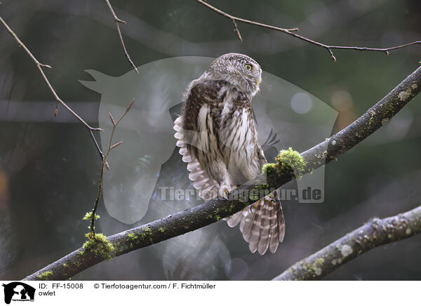 Sperlingskauz / owlet / FF-15008