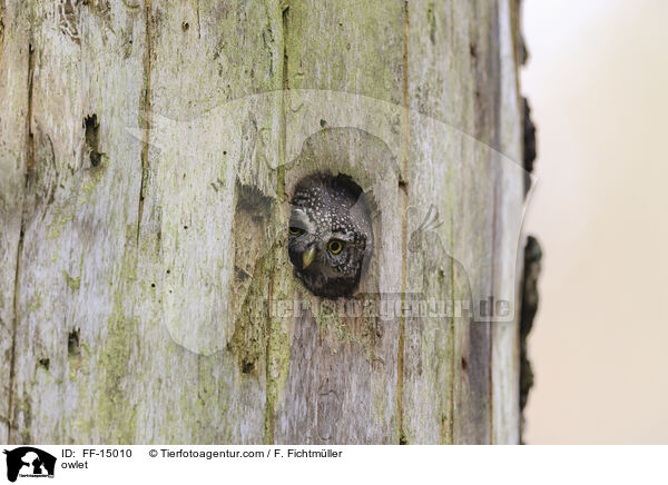 owlet / FF-15010