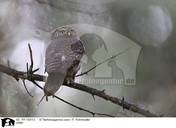 owlet / FF-15013