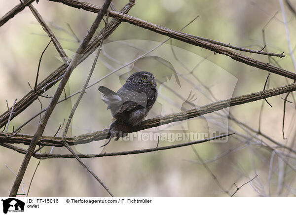 owlet / FF-15016