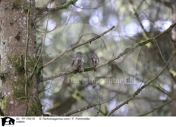owlets / FF-15019