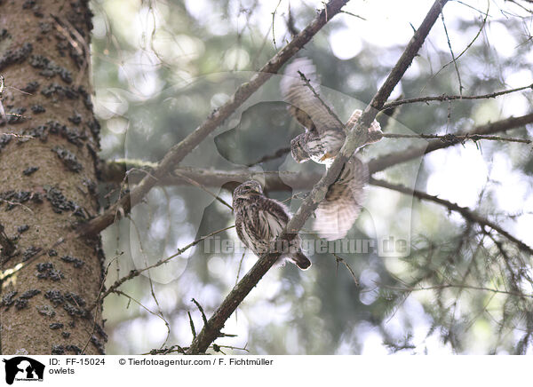 owlets / FF-15024