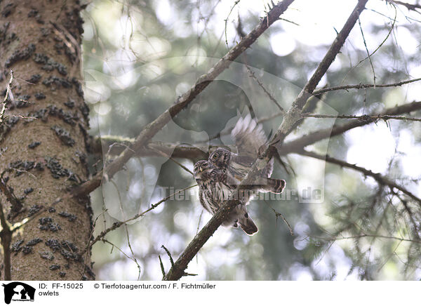 Sperlingskuze / owlets / FF-15025