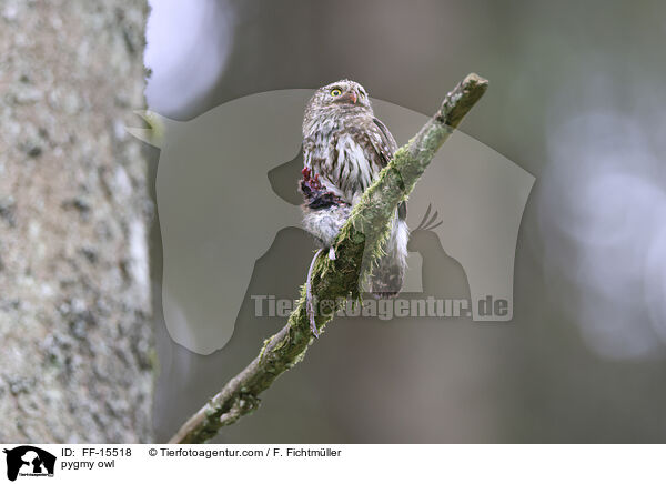 pygmy owl / FF-15518