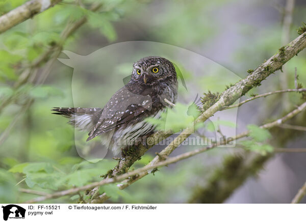 pygmy owl / FF-15521