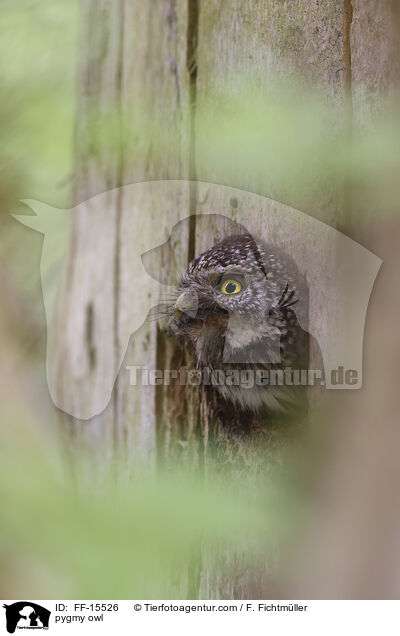 pygmy owl / FF-15526