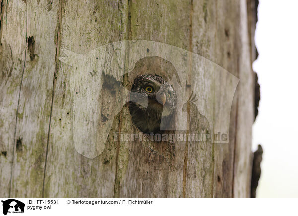 Sperlingskauz / pygmy owl / FF-15531