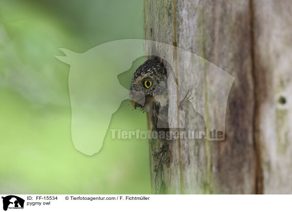 pygmy owl / FF-15534