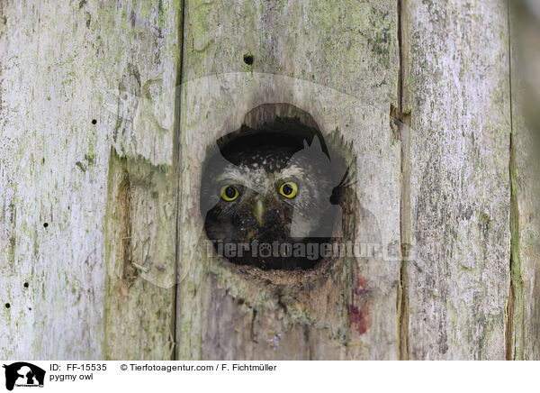 Sperlingskauz / pygmy owl / FF-15535