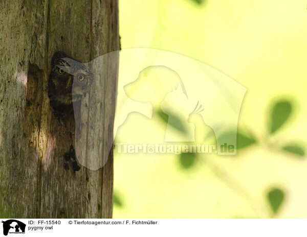 pygmy owl / FF-15540