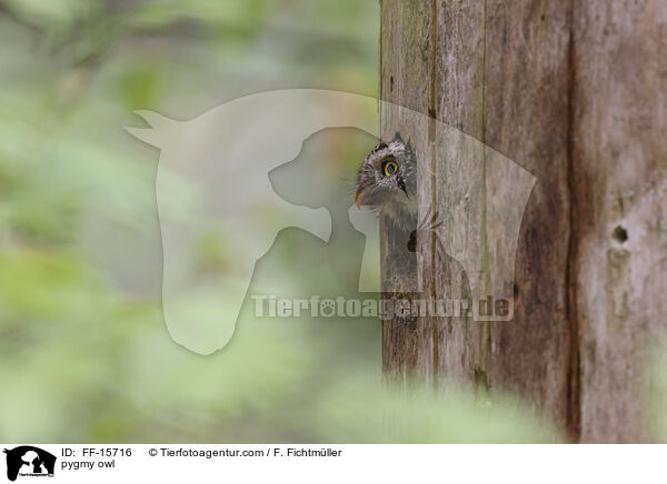 pygmy owl / FF-15716