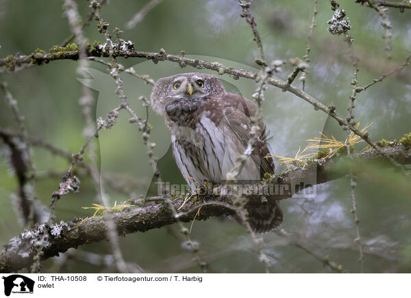 Sperlingskauz / owlet / THA-10508
