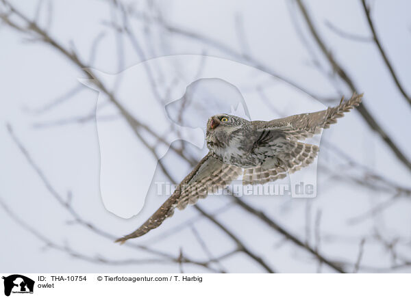 owlet / THA-10754