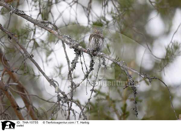 owlet / THA-10755