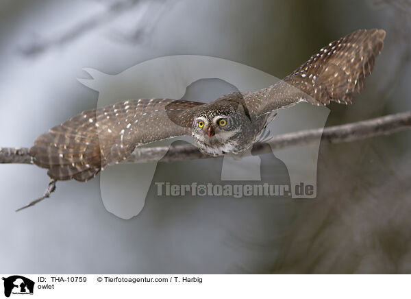 owlet / THA-10759