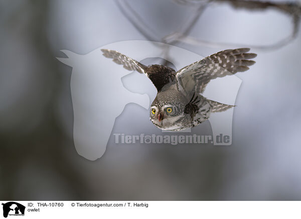 owlet / THA-10760