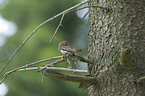 Eurasian pygmy owl