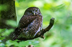 Eurasian pygmy owl