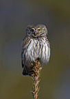 Eurasian pygmy owl