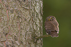 Eurasian pygmy owl