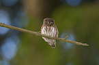 Eurasian pygmy owl