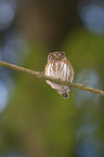 Eurasian pygmy owl