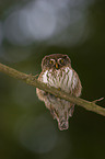 Eurasian pygmy owl