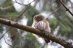 Eurasian pygmy owl