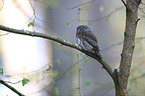 Eurasian pygmy owl