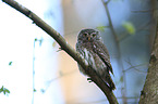 Eurasian pygmy owl