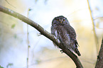 Eurasian pygmy owl