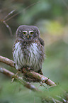 Eurasian pygmy owl
