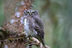 Eurasian pygmy owl