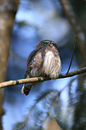 Eurasian pygmy owl