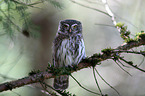 Eurasian pygmy owl