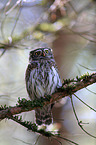 Eurasian pygmy owl