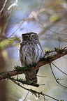 Eurasian pygmy owl