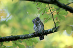 Eurasian pygmy owl