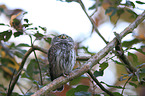 Eurasian pygmy owl