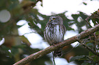 Eurasian pygmy owl
