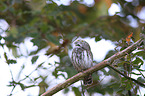 Eurasian pygmy owl