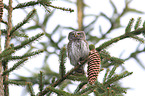 Eurasian pygmy owl