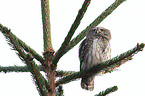 Eurasian pygmy owl