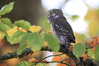 Eurasian pygmy owl