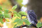 Eurasian pygmy owl