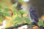 Eurasian pygmy owl