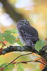 Eurasian pygmy owl