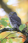 Eurasian pygmy owl
